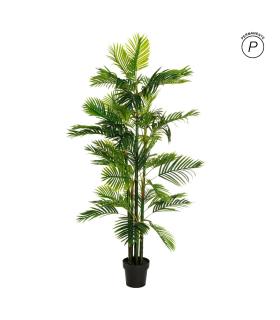 PLANTA ARECA PALMERA VERDE 170 CM