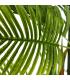 PLANTA ARECA PALMERA VERDE 170 CM