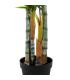 PLANTA ARECA PALMERA VERDE 100 X 130 X 210 CM