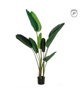 PLANTA AVE DEL PARAÍSO VERDE 150 CM