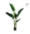 PLANTA AVE DEL PARAÍSO VERDE 150 CM