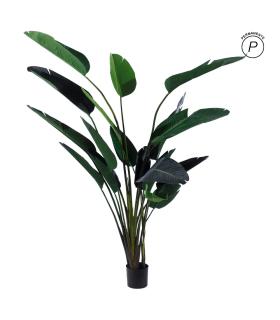 PLANTA AVE DEL PARAÍSO VERDE 245 CM