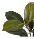 PLANTA FICUS VERDE OSCURO 49 X 45 X 125 CM