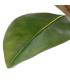RAMA MAGNOLIA VERDE ARTIFICIAL 50 X 30 X 120 CM
