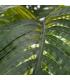 PLANTA PALMERA VERDE ARTIFICIAL 170 CM