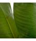 PLANTA HOJA BANANO VERDE ARTIFICIAL 93 X 90 X 190 CM