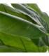 PLANTA CALA VERDE ARTIFICIAL DECORACIÓN 95 CM