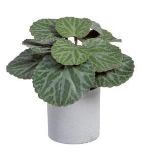 SAXIFRAGA VERDE "PVC" 20 X 21 X 18 CM
