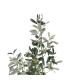 PLANTA OLIVO VERDE 55 X 60 X 112 CM