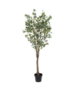 PLANTA EUCALIPTO VERDE 80 X 75 X 173 CM