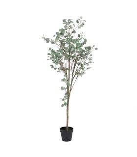 PLANTA EUCALIPTO VERDE 80 X 82 X 180 CM