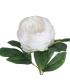 FLOR PEONÍA BLANCO POLIÉSTER-POLIETILENO 66 CM