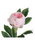 FLOR PEONÍA ROSA POLIÉSTER-POLIETILENO 66 CM