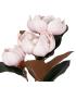 FLOR MAGNOLIA ROSA GOMA DECORACIÓN 73 CM