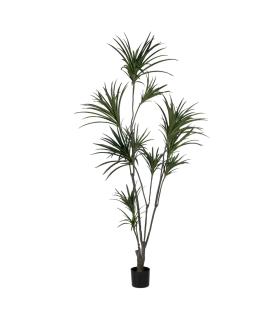 PLANTA DRACAENA VERDE GOMA 220 CM