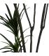 PLANTA DRACAENA VERDE GOMA 220 CM