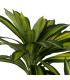 PLANTA DRACAENA VERDE GOMA DECORACIÓN 200 CM