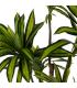 PLANTA DRACAENA VERDE GOMA DECORACIÓN 200 CM