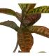 PLANTA CROTON ROJO GOMA DECORACIÓN 150 CM